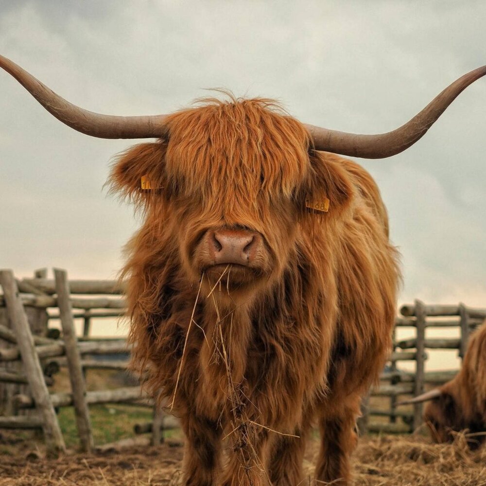 Meet your Posher, Josie